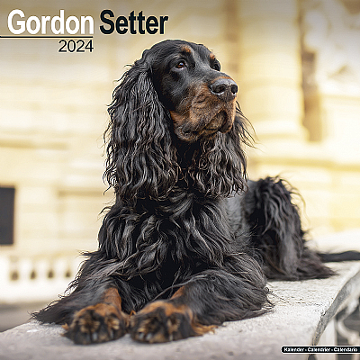 Gordon Setter Calendar 2024 (Square)
